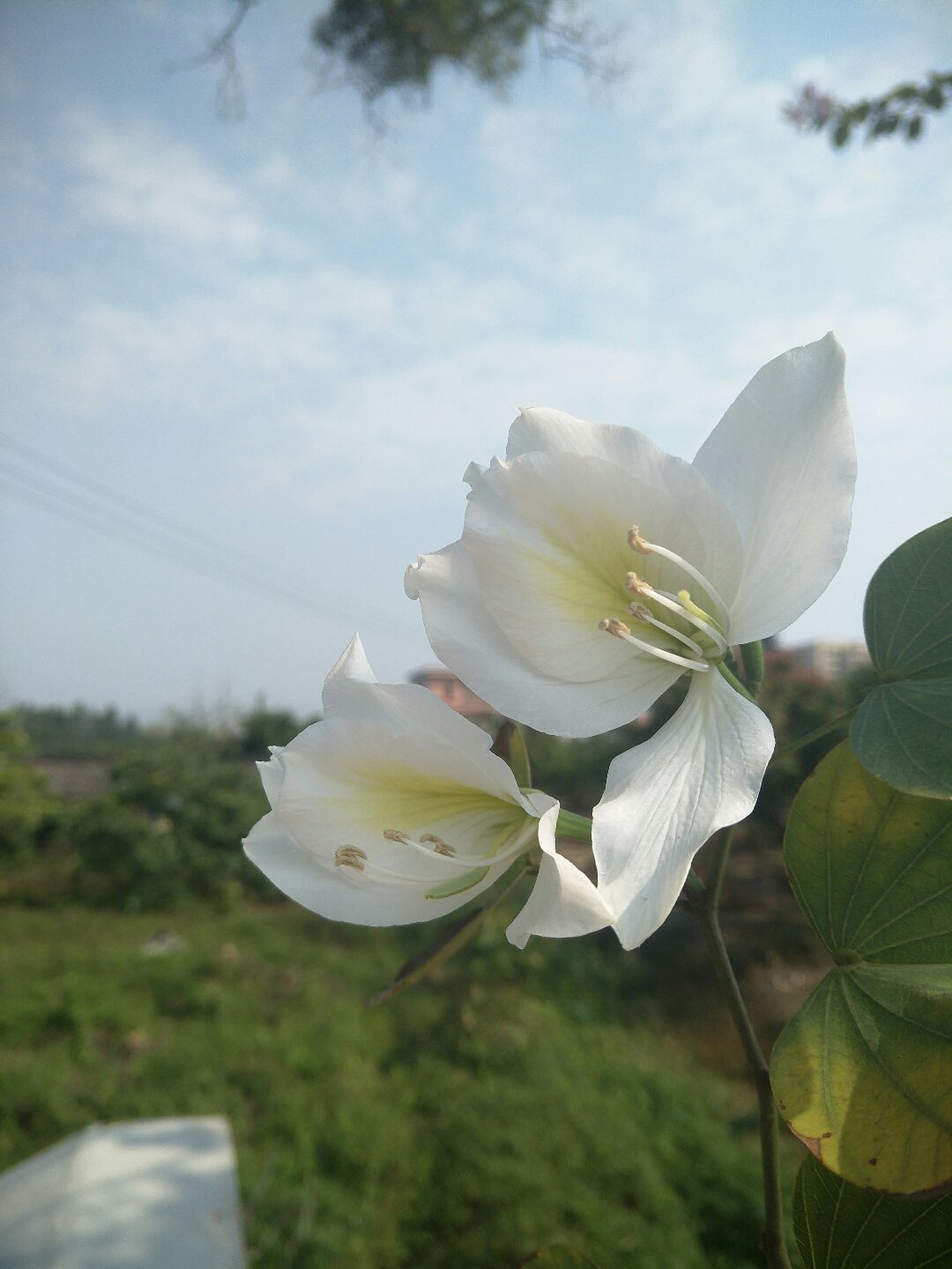 花箦镇天气预报更新通知